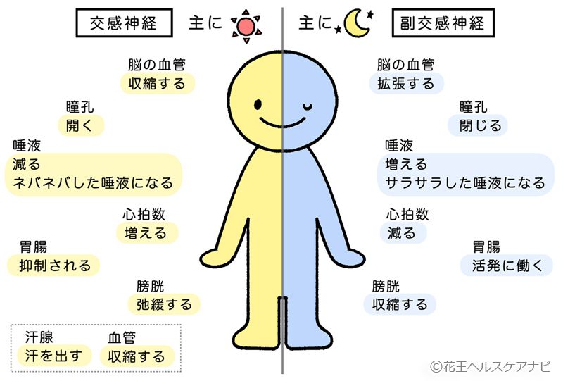自律神経系と緊張感について とある大学生の勉強メモ