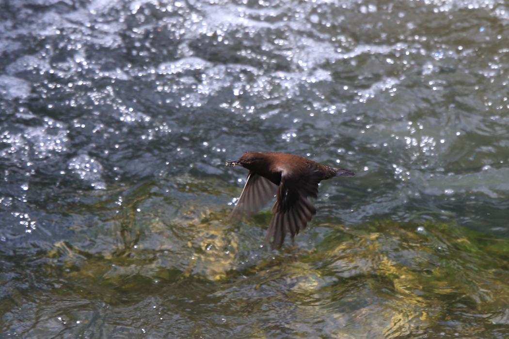 f:id:amakko:20130404190130j:image:w500