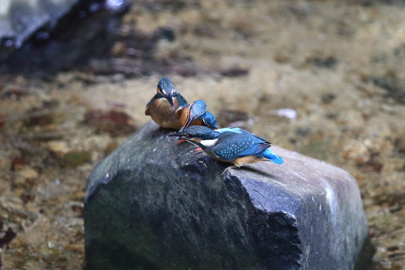 f:id:amakko:20180726085040j:image:w768 f:id:amakko:20180726085040j:image:w768