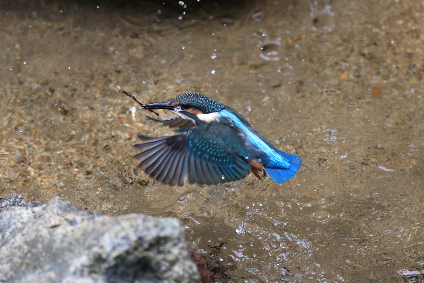 f:id:amakko:20180726085544j:image:w512 f:id:amakko:20180726085544j:image:w512