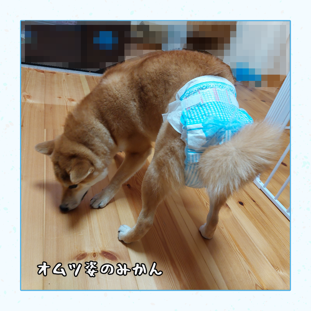 メス 犬 生理