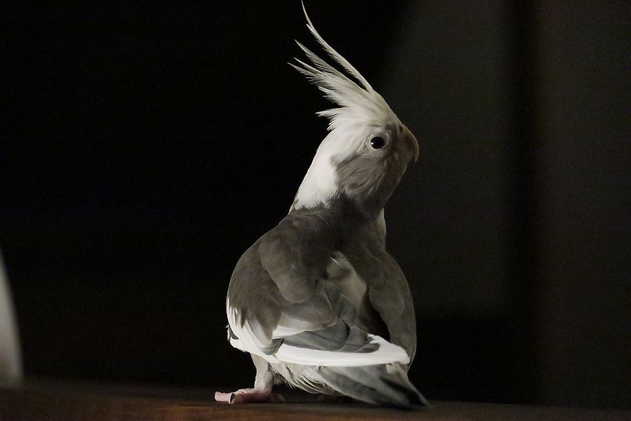 f:id:amami_atq:20200318221520j:plain