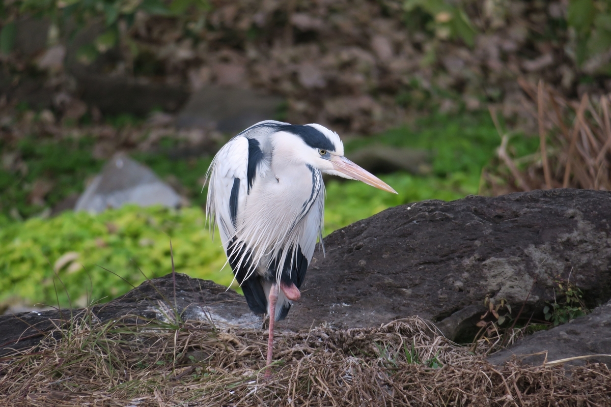 f:id:amami_atq:20200321193737j:plain