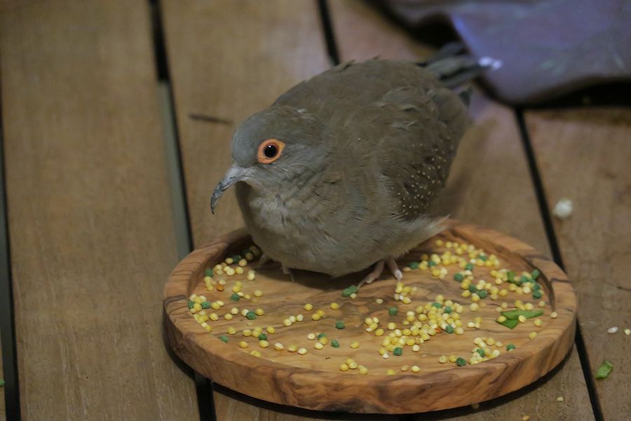 f:id:amami_atq:20200412175117j:plain