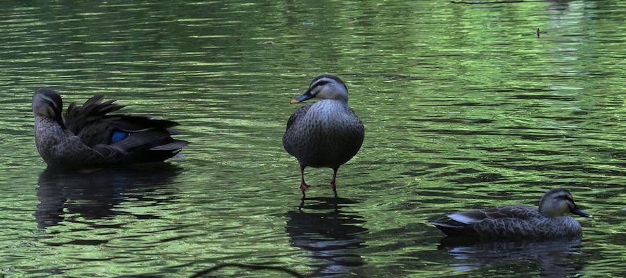 f:id:amami_atq:20201103185101j:plain f:id:amami_atq:20201103185101j:plain