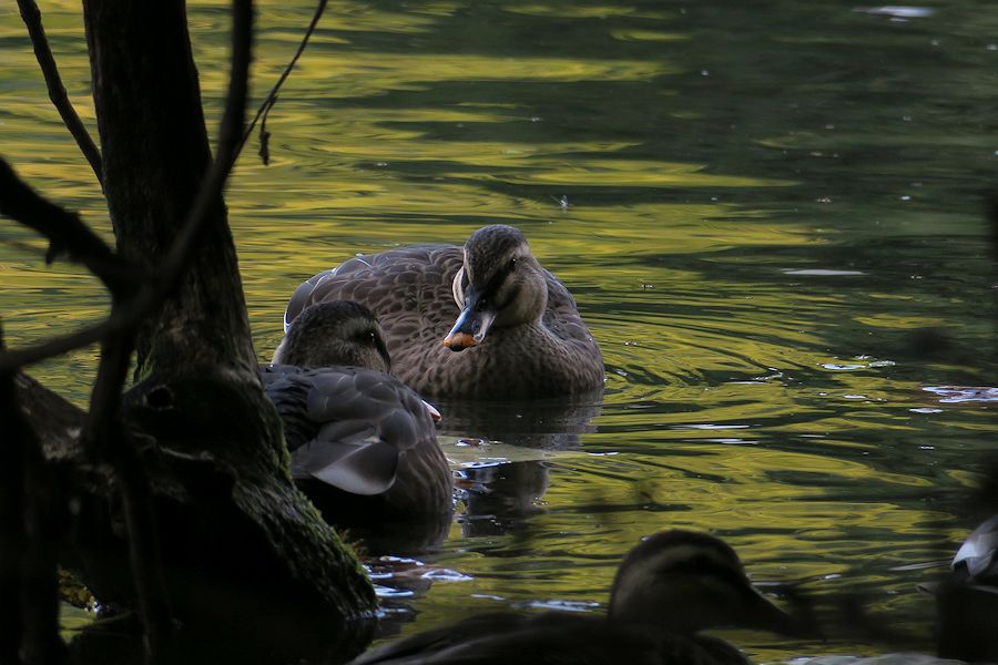 f:id:amami_atq:20201103185200j:plain f:id:amami_atq:20201103185200j:plain