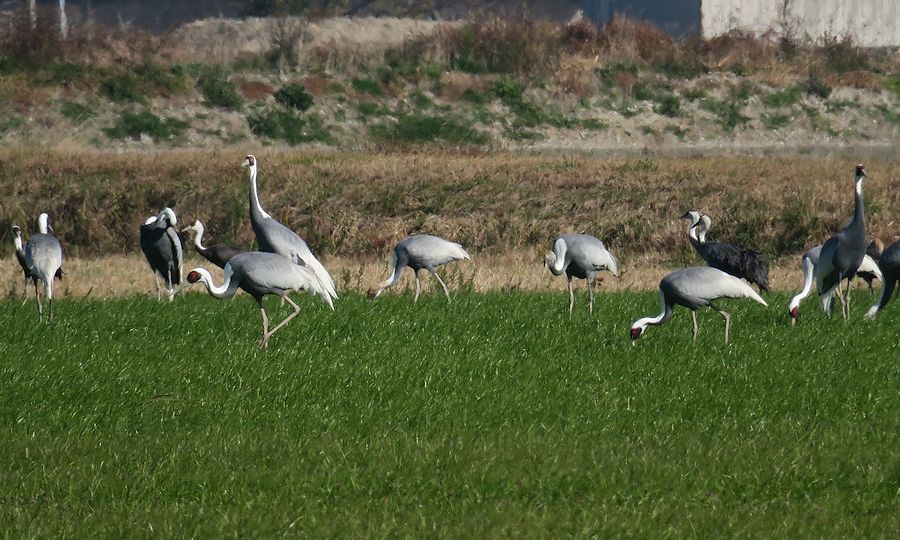 f:id:amami_atq:20201206195627j:plain