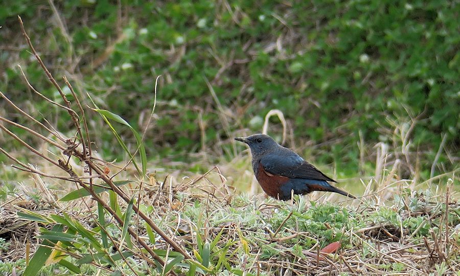 f:id:amami_atq:20210103004705j:plain