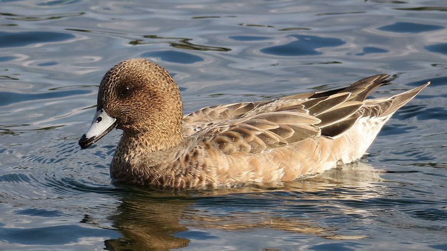 f:id:amami_atq:20210109145118j:plain