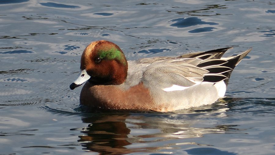 f:id:amami_atq:20210109145142j:plain