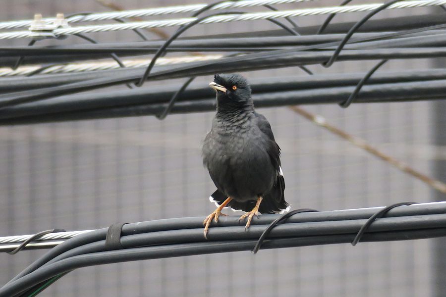 f:id:amami_atq:20210118144643j:plain