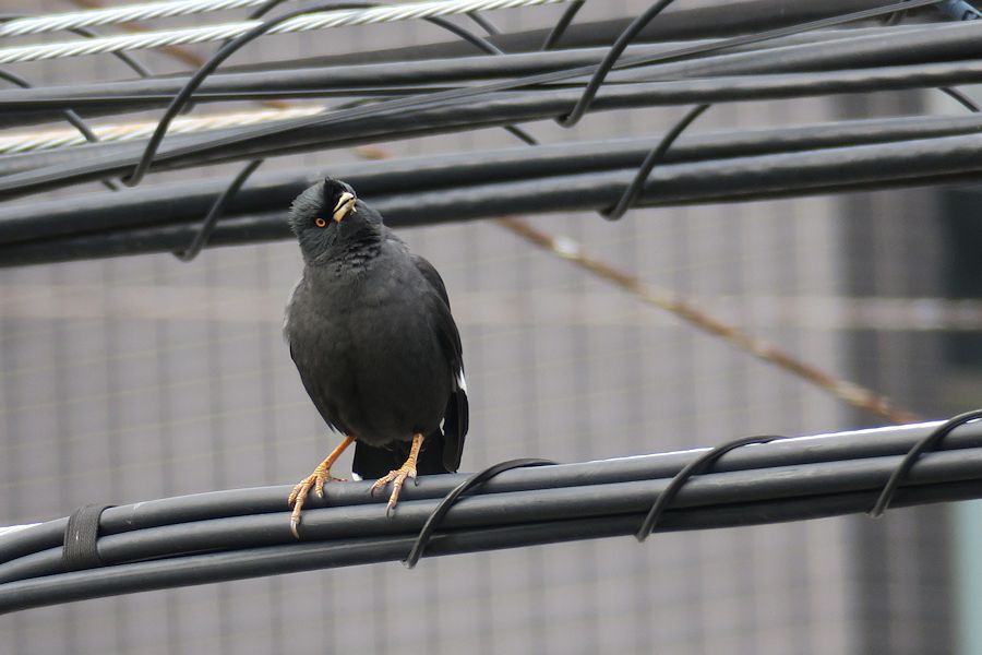 f:id:amami_atq:20210118144700j:plain