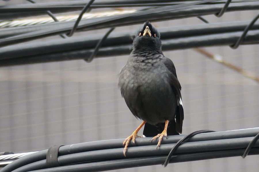 f:id:amami_atq:20210118144729j:plain