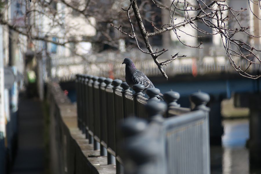 f:id:amami_atq:20210120230003j:plain