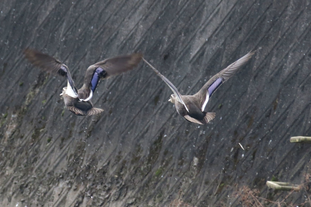 f:id:amami_atq:20210205160718j:plain