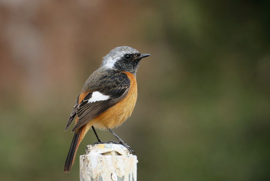 f:id:amami_atq:20210211202246j:plain