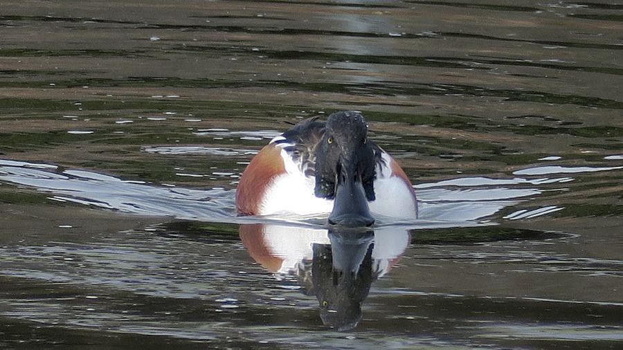 f:id:amami_atq:20210304204420j:plain