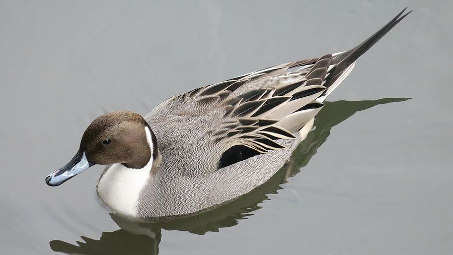 f:id:amami_atq:20210309224232j:plain