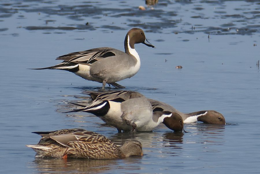 f:id:amami_atq:20210309225321j:plain