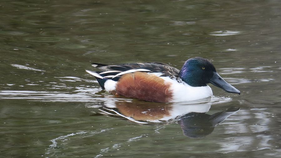 f:id:amami_atq:20210309231405j:plain