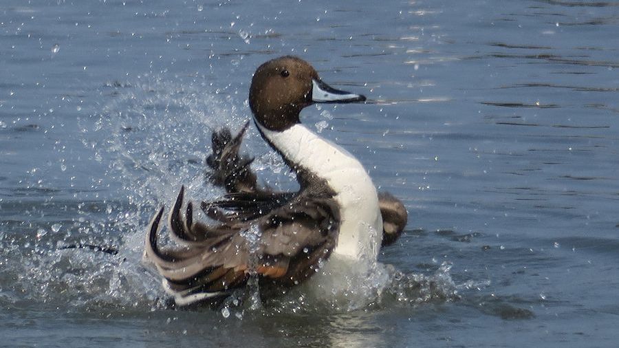 f:id:amami_atq:20210314232058j:plain