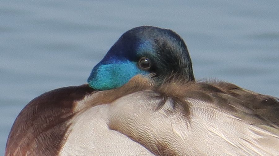 f:id:amami_atq:20210315230145j:plain