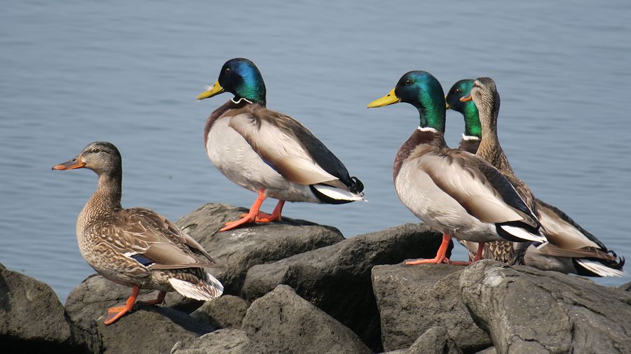 f:id:amami_atq:20210315230312j:plain