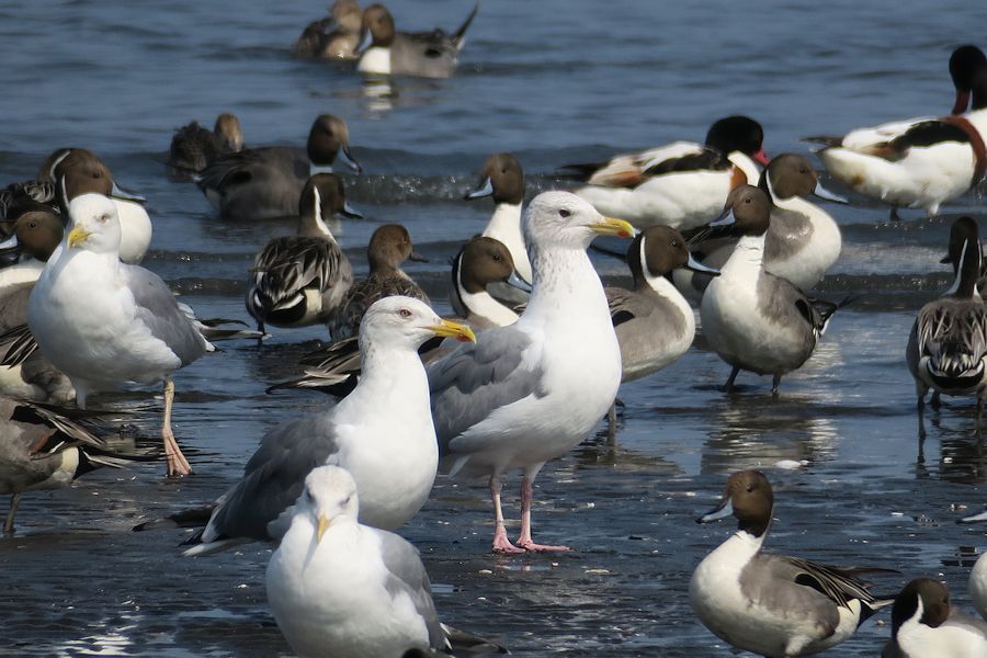 f:id:amami_atq:20210317172423j:plain