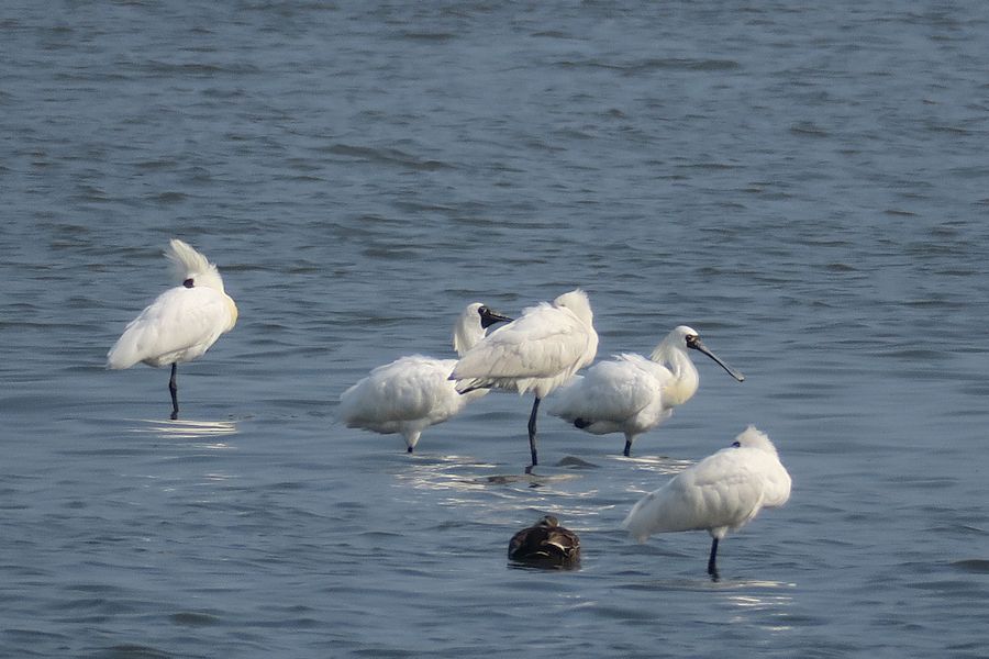 f:id:amami_atq:20210317172529j:plain