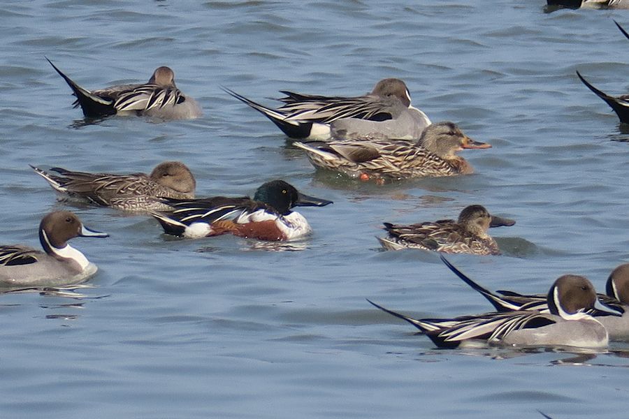 f:id:amami_atq:20210317172640j:plain