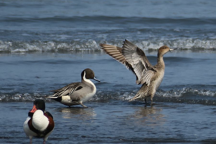 f:id:amami_atq:20210317223800j:plain