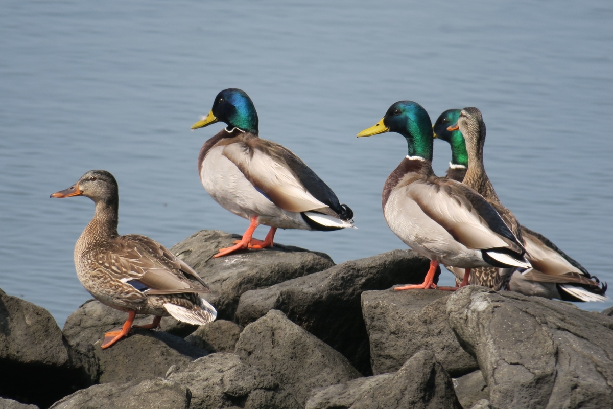 f:id:amami_atq:20210317224850j:plain