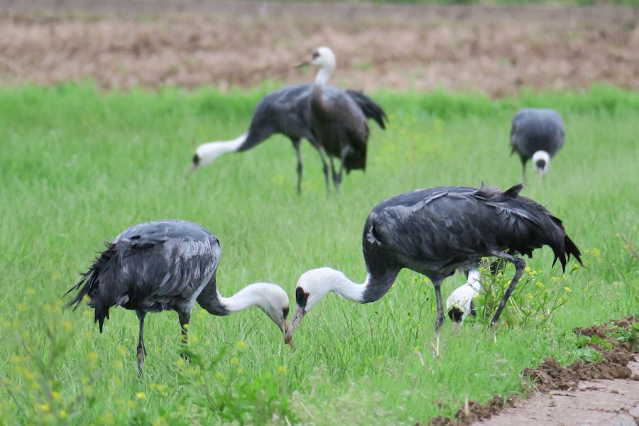 f:id:amami_atq:20210320213058j:plain