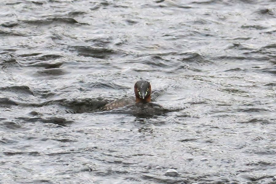 f:id:amami_atq:20210321231925j:plain