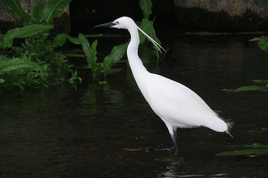 f:id:amami_atq:20210321232244j:plain