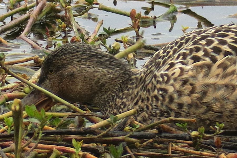 f:id:amami_atq:20210321232346j:plain