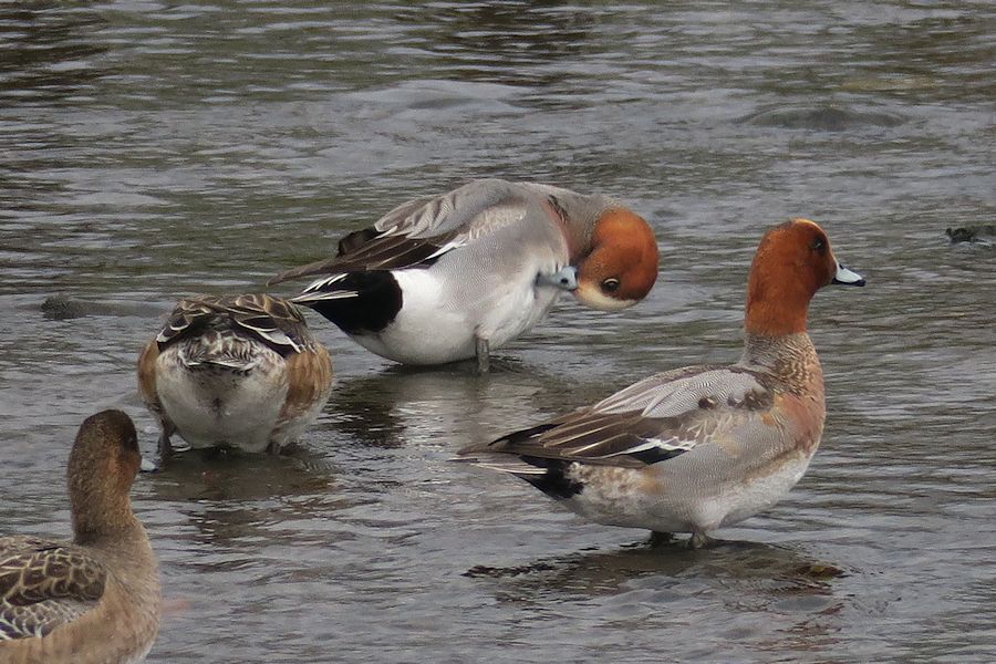 f:id:amami_atq:20210321233231j:plain