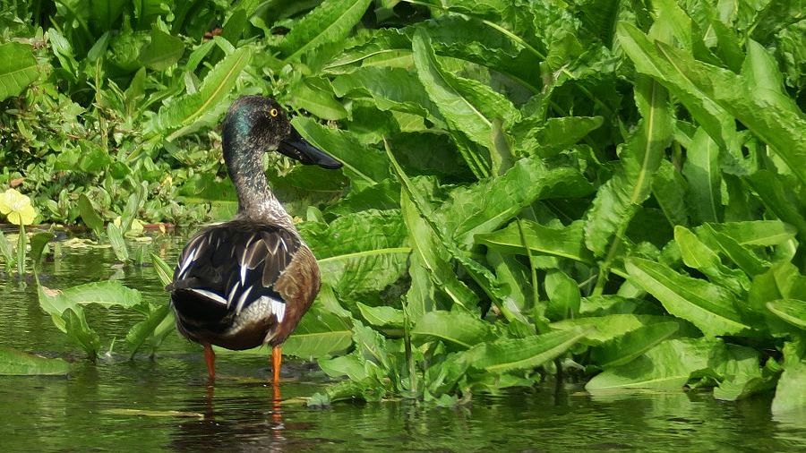 f:id:amami_atq:20210326182347j:plain