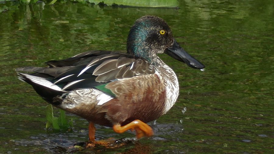 f:id:amami_atq:20210326182457j:plain