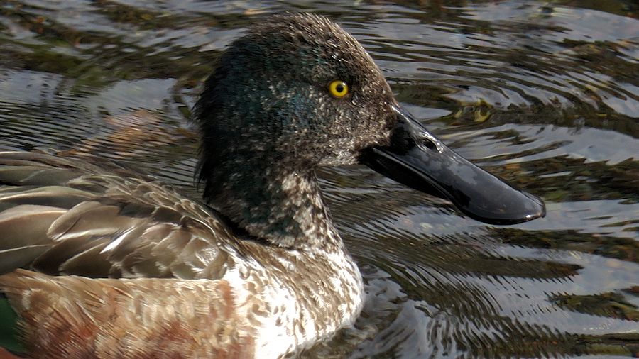 f:id:amami_atq:20210326182601j:plain