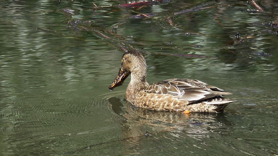 f:id:amami_atq:20210326182652j:plain