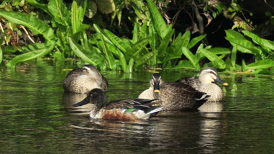 f:id:amami_atq:20210326182730j:plain