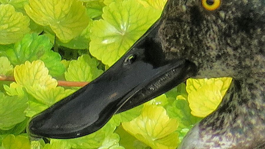 f:id:amami_atq:20210326185720j:plain