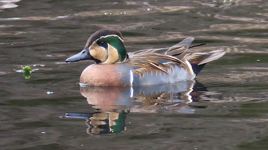 カモ図鑑をつくろう！ fig. 10 トモエガモ - 天海 amami