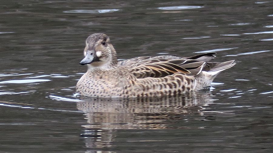 カモ図鑑をつくろう！ fig. 10 トモエガモ - 天海 amami