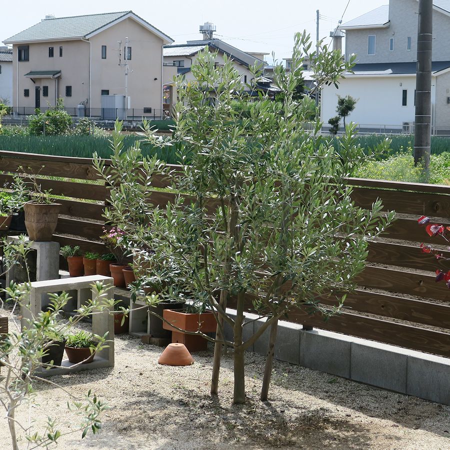 f:id:amami_atq:20210411230246j:plain