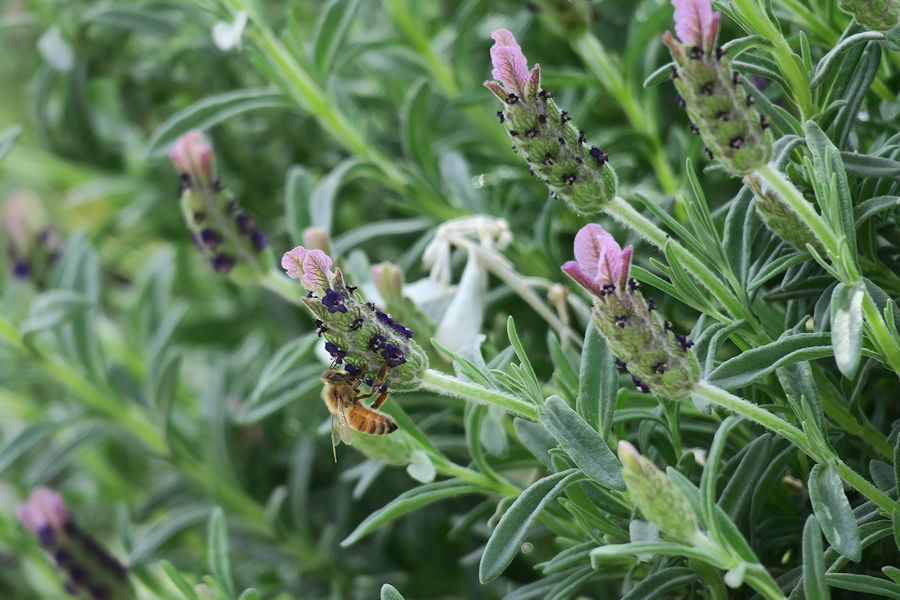 f:id:amami_atq:20210411231145j:plain