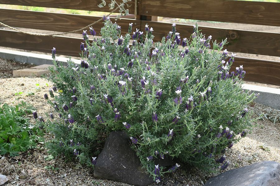 f:id:amami_atq:20210411231415j:plain