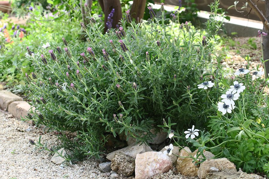 f:id:amami_atq:20210411231459j:plain