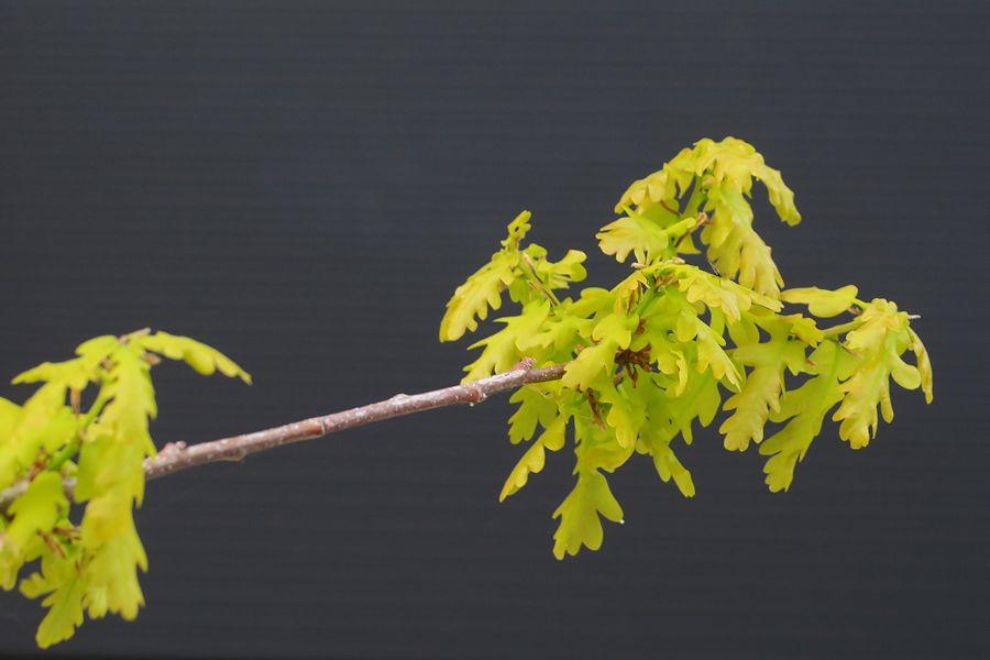 f:id:amami_atq:20210411231944j:plain